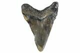 Juvenile Megalodon Tooth - North Carolina #347129-1